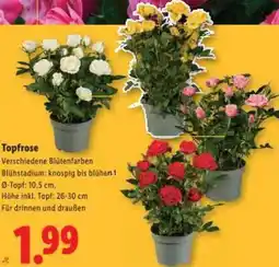 Lidl Topfrose Angebot