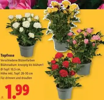Lidl Topfrose Angebot