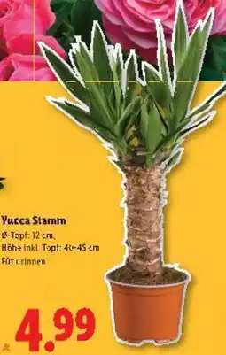 Lidl Yucca Stamm Angebot