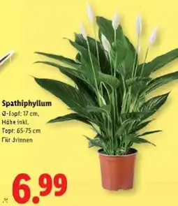 Lidl Spathiphyllum Angebot