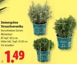 Lidl Immergrüne Strauchveronika Angebot