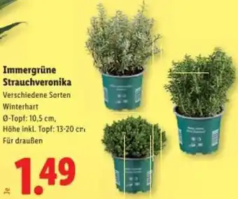 Lidl Immergrüne Strauchveronika Angebot