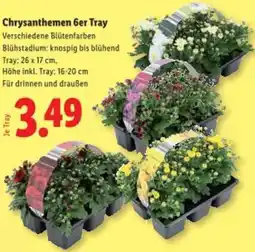 Lidl Chrysanthemen Angebot