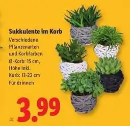 Lidl Sukkulente im Korb Angebot
