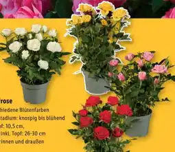 Lidl Topfrosen Angebot