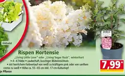 Norma Rispen Hortensie Angebot
