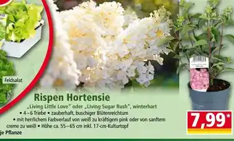 Norma Rispen Hortensie Angebot