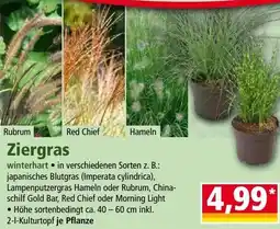 Norma Ziergras Angebot