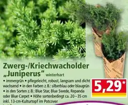 Norma Zwerg-/kriechwacholder „juniperus Angebot
