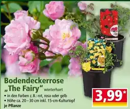 Norma Bodendeckerrose „The Fairy Angebot