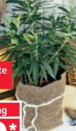 Norma Powertec Garden Schafwoll-Filzmatte Angebot