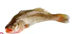 Transgourmet Zander Angebot