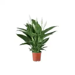 Lidl Spathiphyllum Lidl Angebot