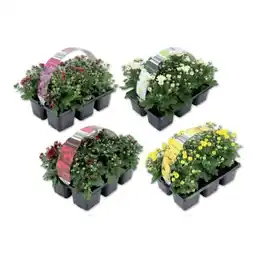 Lidl Chrysanthemen versch. Blütenfarben Lidl Angebot