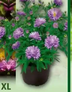 Norma Herbstastern Busch Aster dumosus Angebot
