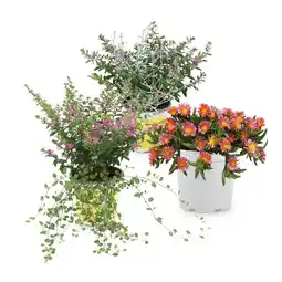 Hofer Beet-/Blühpflanze Scheinmyrte&Silberkörbchen/ Scheinmyrte&Mühlenbeckia/ Mittagsblume HOFER Angebot
