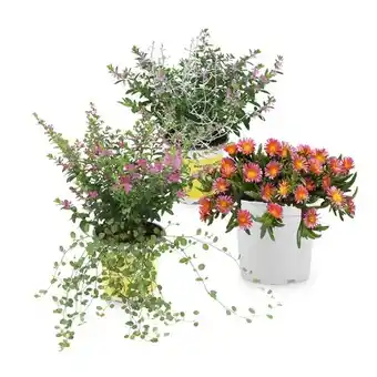 Hofer Beet-/Blühpflanze Scheinmyrte&Silberkörbchen/ Scheinmyrte&Mühlenbeckia/ Mittagsblume HOFER Angebot