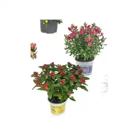 Hofer Beet-/Blühpflanze Johanniskraut/Hebe HOFER Angebot