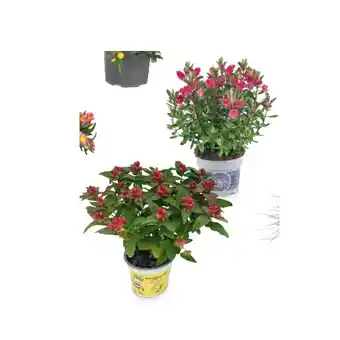 Hofer Beet-/Blühpflanze Johanniskraut/Hebe HOFER Angebot