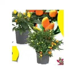 Hofer Beet-/Blühpflanze Korallenstrauch/ Zierpaprika HOFER Angebot