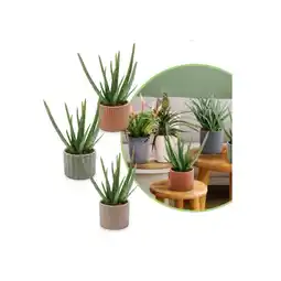 Hofer Aloe vera versch. Sorten HOFER Angebot