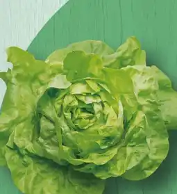 Spar Kopfsalat Angebot