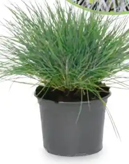 Hofer Blauschwingel Angebot