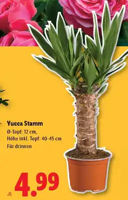 Lidl Yucca Stamm Angebot