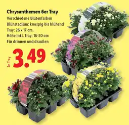 Lidl Chrysanthemen 6er Tray Angebot