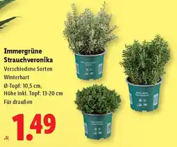 Lidl Immergrüne Strauchveronika Angebot