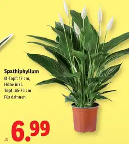 Lidl Spathiphyllum Angebot