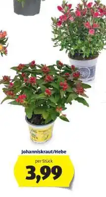 Hofer Johanniskraut/Hebe Angebot