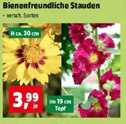 Thomas Philipps Bienenfreundliche Stauden Angebot