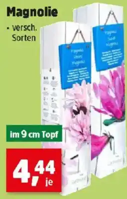 Thomas Philipps Magnolie Angebot
