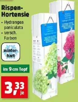 Thomas Philipps Rispen Hortensie Angebot