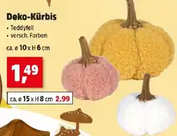 Thomas Philipps DekoDeko-Kürbis Kürbis Angebot