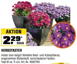OBI Herbstaster Angebot