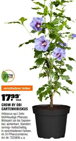 OBI Grow by obi gartenhibiskus Angebot
