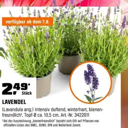 OBI Lavendel Angebot