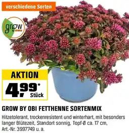 OBI Grow by obi fetthenne sortenmix Angebot