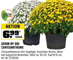 OBI Grow by obi chrysantheme Angebot