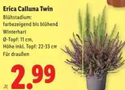 Lidl Erica Calluna Twin Angebot