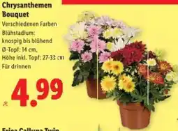 Lidl Chrysanthemen Bouquet Angebot