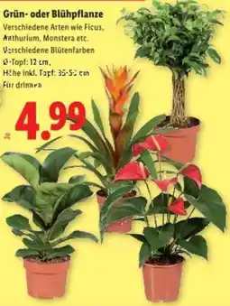 Lidl Grün- oder Blühpflanze Angebot