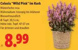 Lidl Celosia Wild Pink Angebot