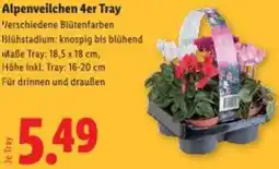 Lidl Alpenveilchen Angebot
