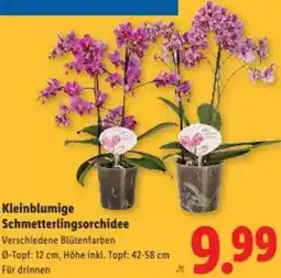 Lidl Kleinblumige Schmetterlingsorchidee Angebot