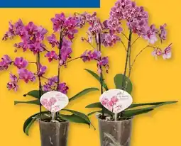 Lidl Schmetterlingsorchidee Angebot