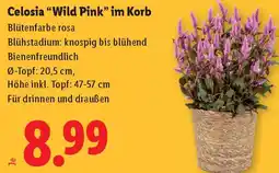 Lidl Celosia "Wild Pink" im Korb Angebot