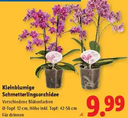 Lidl Kleinblumige Schmetterlingsorchidee Angebot
